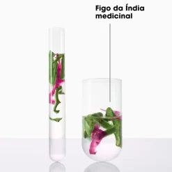 Klorane Champô Figo Índia 2x400ml